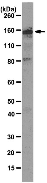 Anti Pan Shank Antibody Clone N23B 49 MABN24